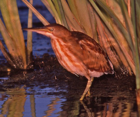 Photo (17): Least Bittern