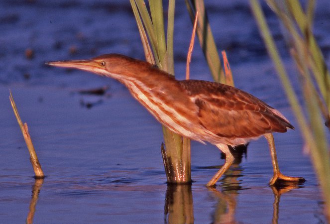 Photo (16): Least Bittern