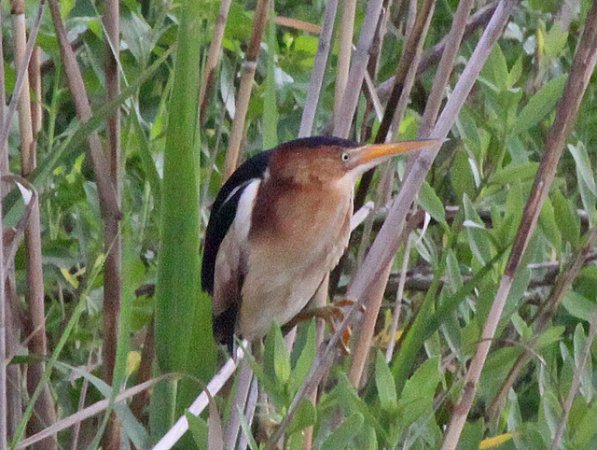 Photo (13): Least Bittern