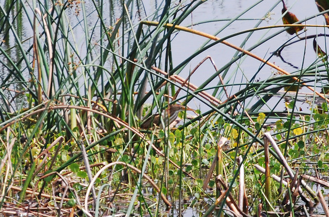 Photo (14): Least Bittern