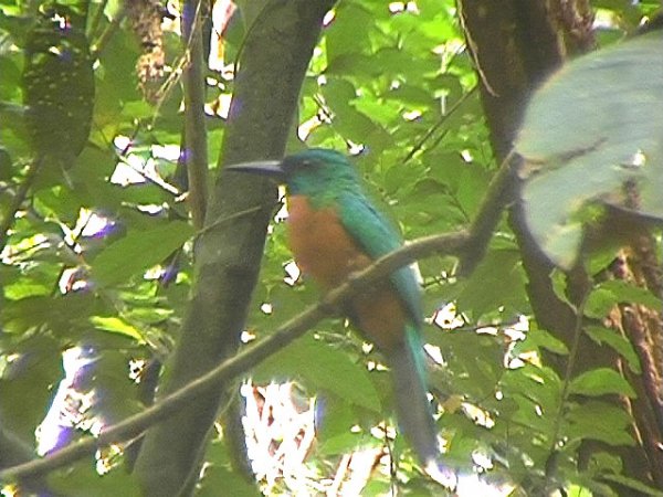 Photo (6): Great Jacamar