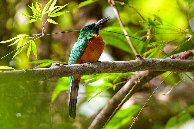 Photo (5): Great Jacamar