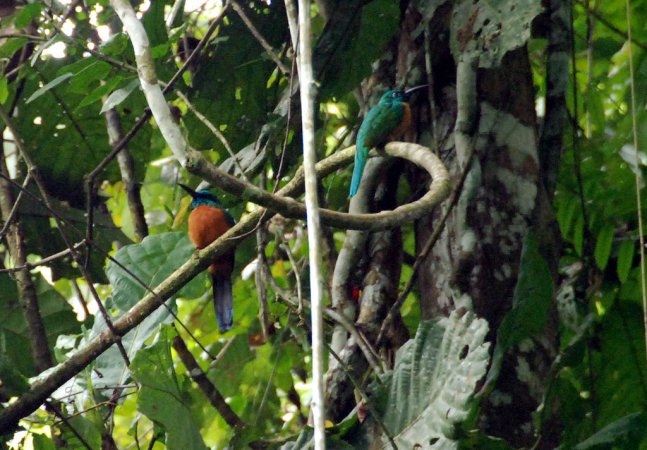 Photo (2): Great Jacamar