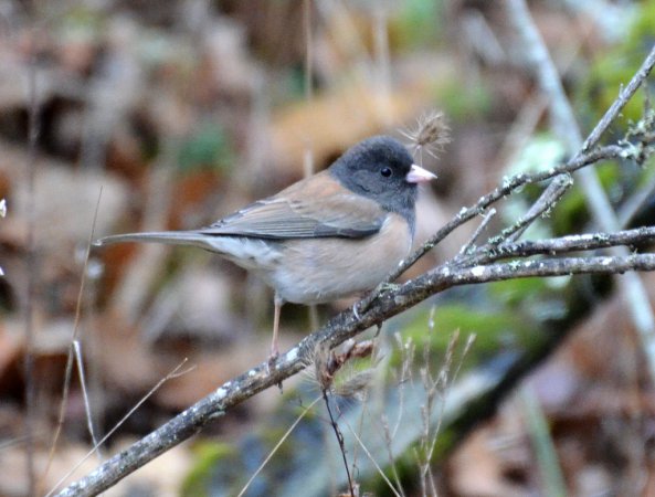Photo (16): Dark-eyed Junco