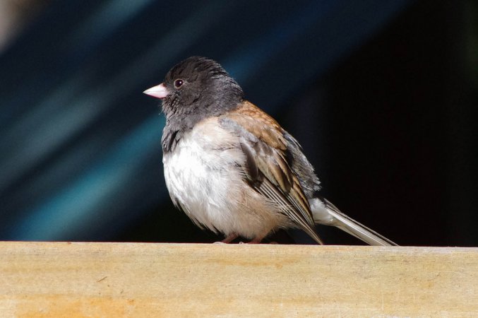 Photo (17): Dark-eyed Junco
