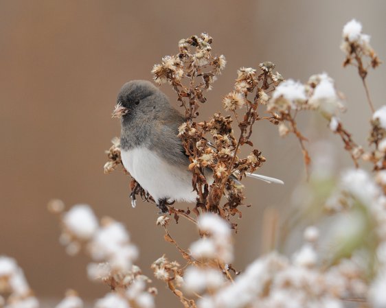 Photo (8): Dark-eyed Junco