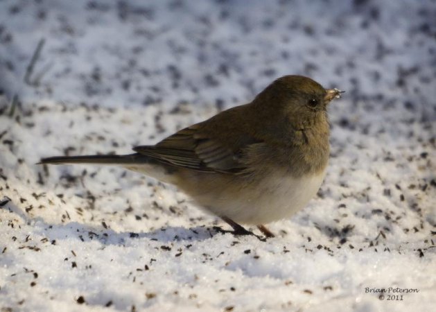 Photo (4): Dark-eyed Junco