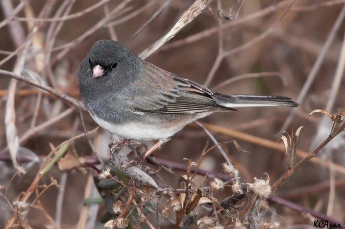 Photo (6): Dark-eyed Junco