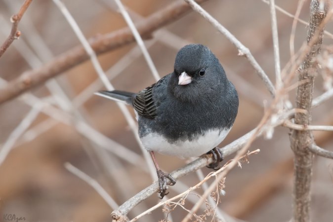 Photo (1): Dark-eyed Junco
