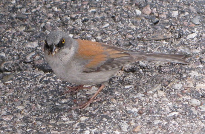Photo (9): Yellow-eyed Junco