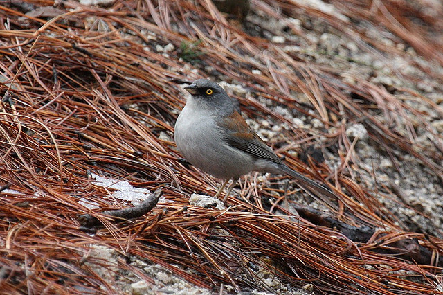 Photo (12): Yellow-eyed Junco