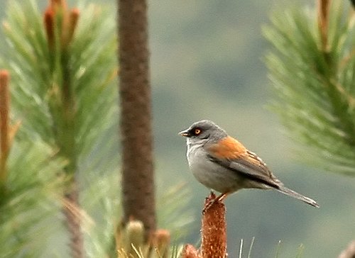 Photo (10): Yellow-eyed Junco
