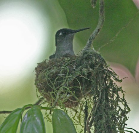 Photo (19): Violet-headed Hummingbird