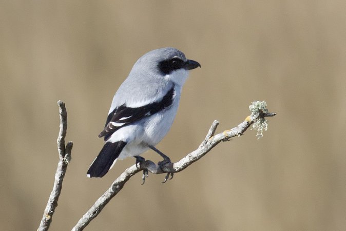 Photo (2): Loggerhead Shrike