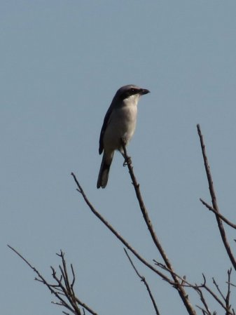 Photo (15): Loggerhead Shrike
