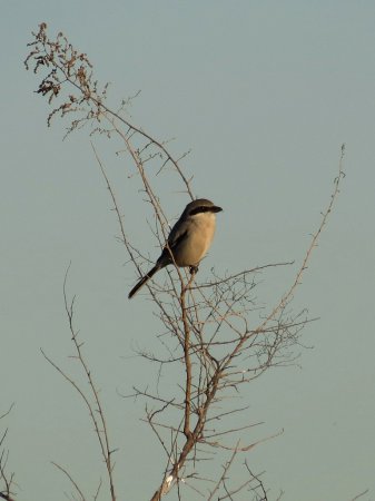 Photo (16): Loggerhead Shrike