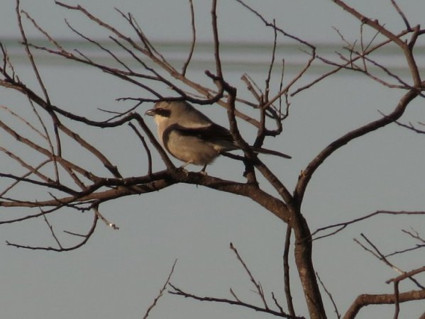 Photo (18): Loggerhead Shrike