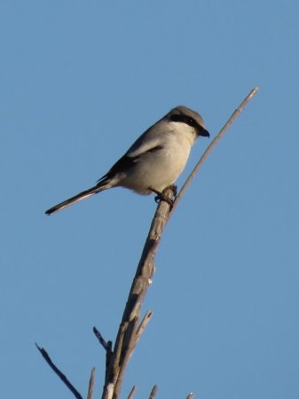 Photo (20): Loggerhead Shrike