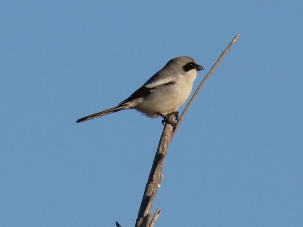 Photo (21): Loggerhead Shrike