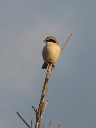 Photo (19): Loggerhead Shrike