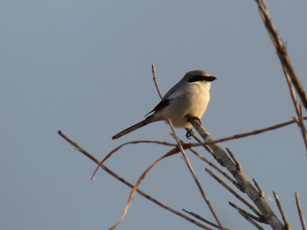 Photo (17): Loggerhead Shrike