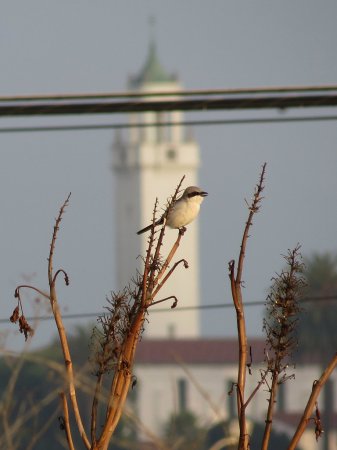 Photo (14): Loggerhead Shrike