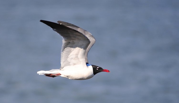 Photo (4): Laughing Gull