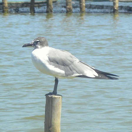 Photo (16): Laughing Gull