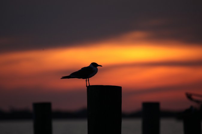 Photo (10): Laughing Gull