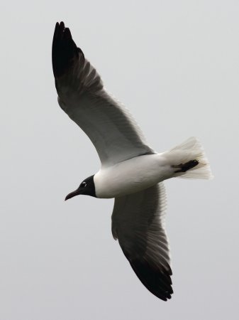 Photo (6): Laughing Gull