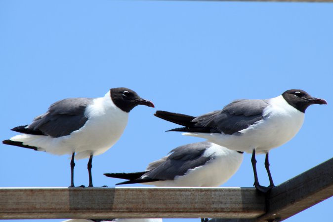 Photo (8): Laughing Gull