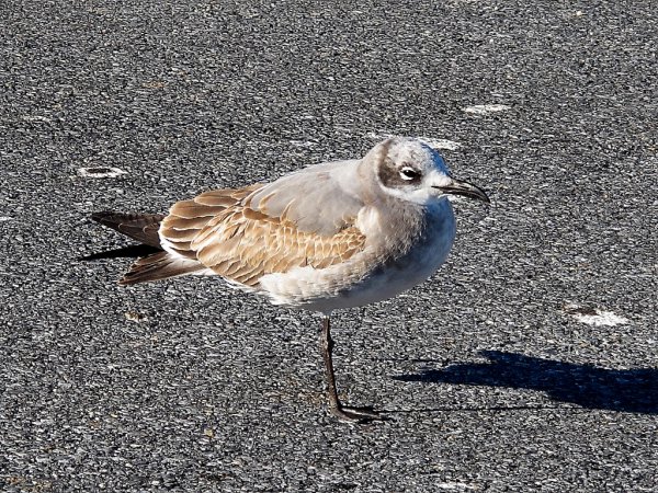 Photo (22): Laughing Gull