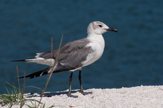 Photo (17): Laughing Gull