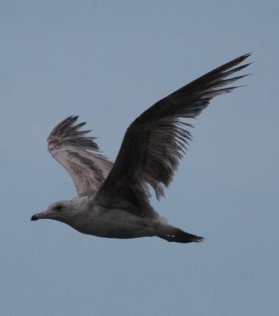 Photo (16): California Gull
