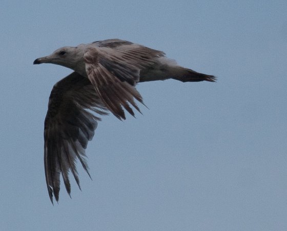 Photo (14): California Gull