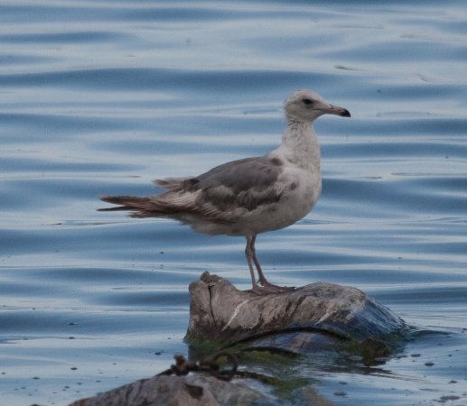 Photo (12): California Gull