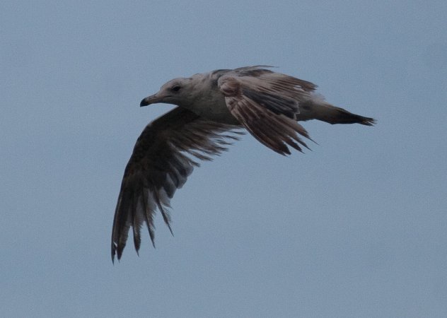 Photo (15): California Gull