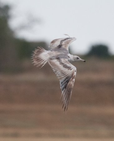 Photo (13): California Gull