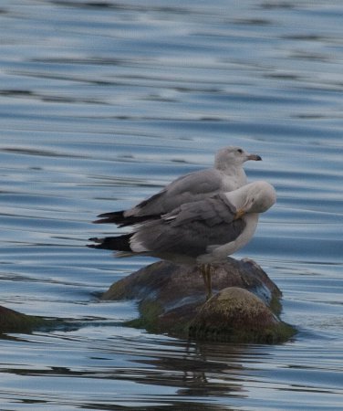 Photo (10): California Gull