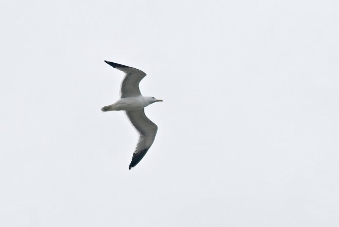 Photo (6): California Gull