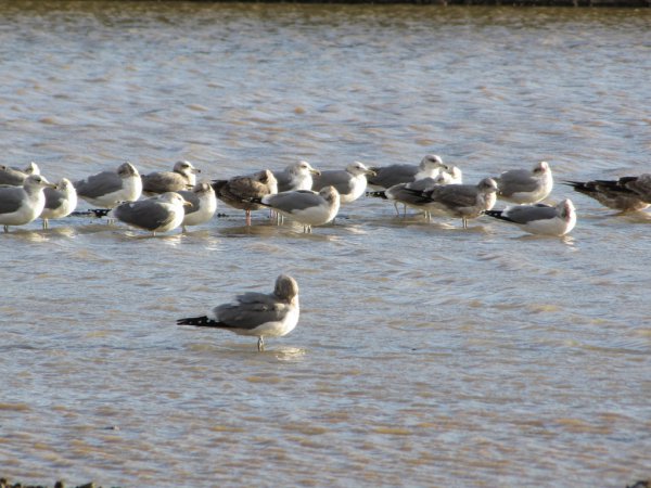 Photo (9): California Gull