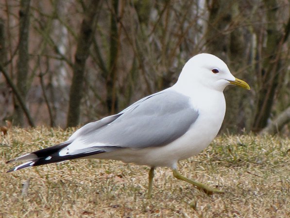 Photo (1): Mew Gull