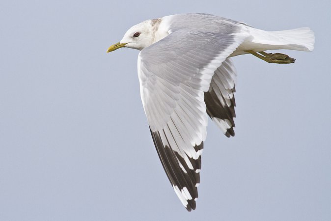 Photo (4): Mew Gull
