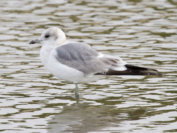 Photo (11): Mew Gull
