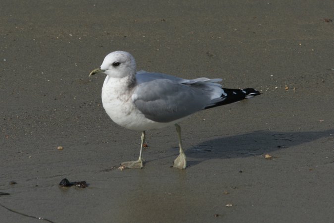 Photo (12): Mew Gull