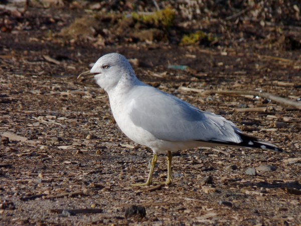 Photo (14): Ring-billed Gull