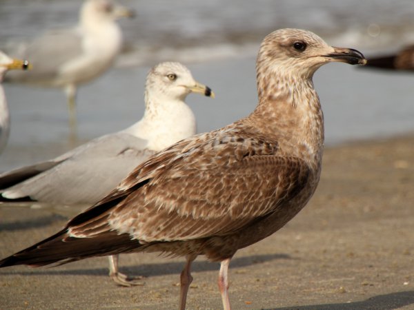 Photo (24): Ring-billed Gull
