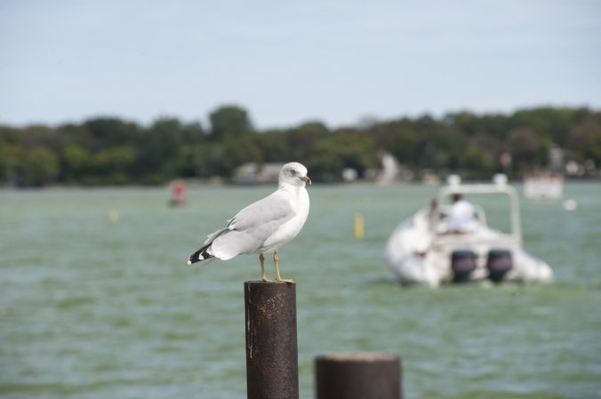 Photo (15): Ring-billed Gull