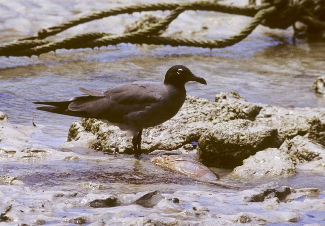 Photo (2): Lava Gull