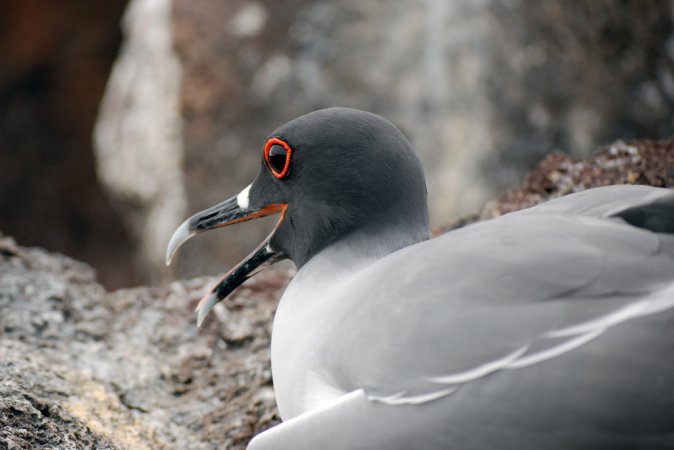 Photo (1): Lava Gull